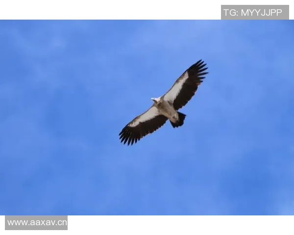 《翱翔天际的王者:探秘老鹰的生活习性与生存智慧》 《翱翔天际的王者:探秘老鹰的生活习性与生存智慧》